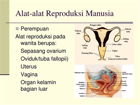 Alat reproduksi wanita dan fungsinya