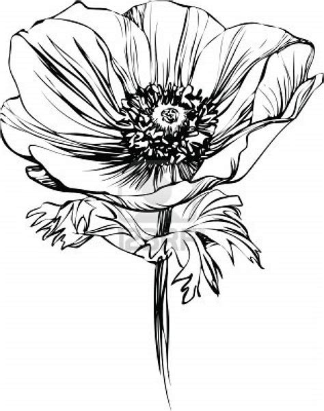 Poppy Poppy Flower Drawing Flower Line Drawings Flower Sketches