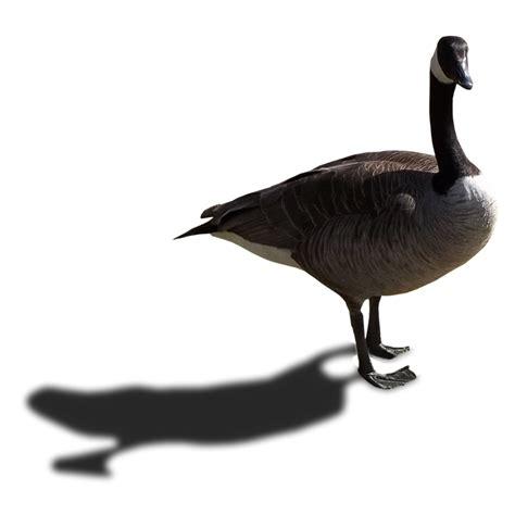 Canada Goose Iii Stock Png By Walking Tall On Deviantart