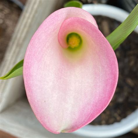 Zantedeschia Rehmannii Pink Melody Calla Lily Pink Melody In