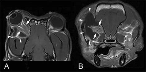 Clinical And Diagnostic Imaging Findings In Dogs With Zygomatic