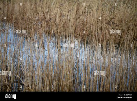 Wetland Reed Bed At Hickling Broad National Nature Reserve Norfolk