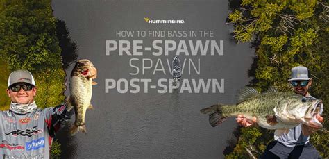 How To Find Bass During The Pre Spawn Spawn And Post Spawn Humminbird