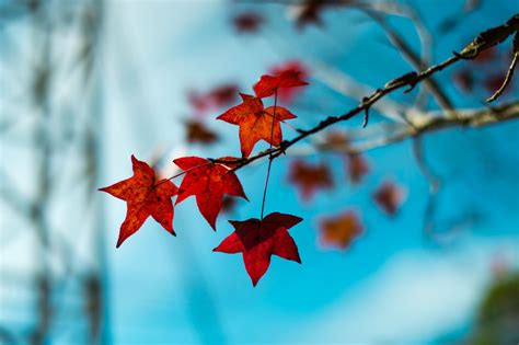 How To Identify Maple Sycamore And Sweetgum Leaves