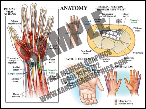 Tendons Wrist Anatomy Lupon Gov Ph