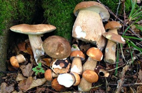 Comment cuisiner les cèpes frais comment les préparer les nettoyer et