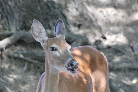 Funny Deer Face — Weasyl