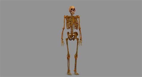3d Model Human Skeleton Scanned Vr Ar Low Poly Cgtrader
