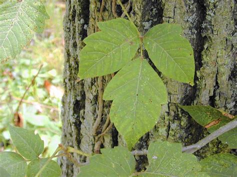 Keep in mind that removing poison ivy is risky business. How to remove poison ivy from your yard safely - Chicago ...