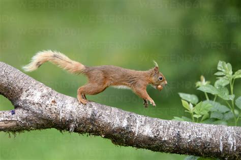 Eurasian Red Squirrel Sciurus Vulgaris Jumping On Tree Branch With