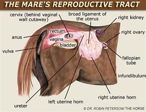 From Foal To Orphan Horse Anatomy Equine Care Equine Veterinary