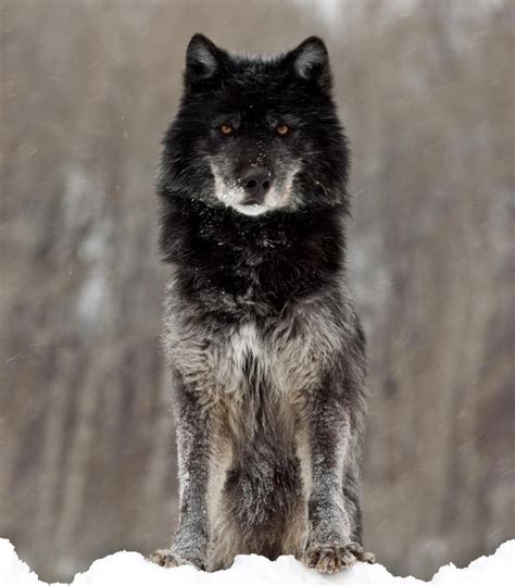 Pin By Kenya Love On Wolves Wolf Dog Black Wolf Wild Wolf