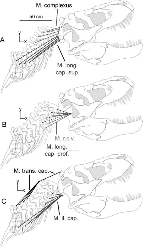 Position Vectors For Craniocervical Muscles Of Tyrannosaurus Rex Amnh