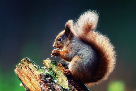 Squirrel Wallpapers Hd Full Hd Pictures