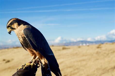 World Center For Birds Of Prey Boise Idaho Usa Heroes Of Adventure