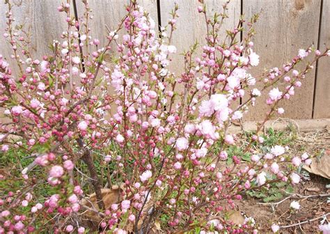Buy pink dwarf flowering almond free pretty. flowering almond bush | Bloom, Forsythia, Hardscape