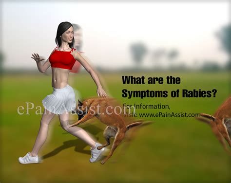Maybe you would like to learn more about one of these? Rabies: Symptoms, Transmission, Types, Survival Rate|Why ...