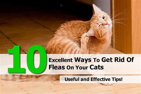 How To Get Rid Of Fleas On Dogs Cool Cat Trees