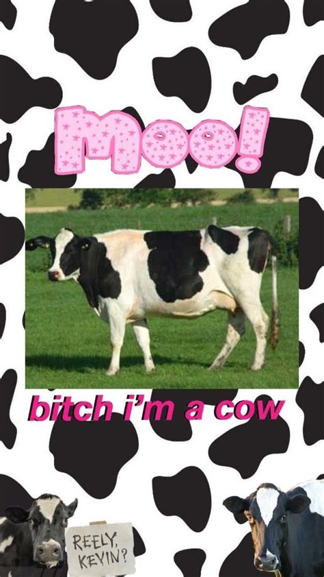 Cow 1000 In 2020 Cow Print Wallpaper Cow Wallpaper Wallpaper