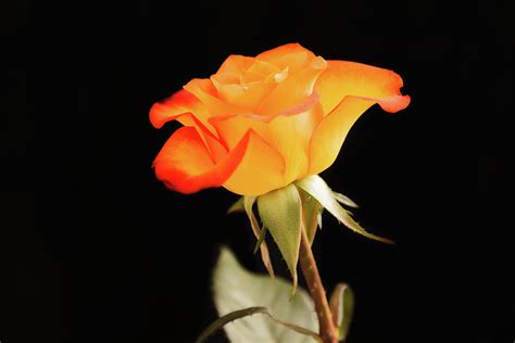 Single Orange Rose On A Black Background Photograph By Roger Harrison