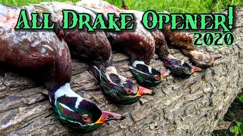 Opening Day Duck Hunting Wisconsin Public Land Youtube