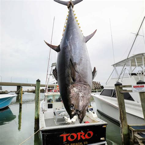 The Story Behind The New Record Bluefin Tuna