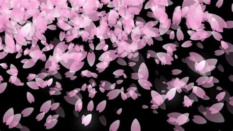 Cherry Blossom Petals Falling Royalty Free Video