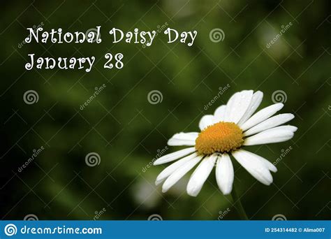 National Daisy Day January 28 Stock Photo Image Of Camomile Design