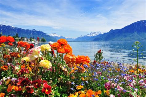 Swiss Landscape Flowers Mountains And Lake Id 142338424