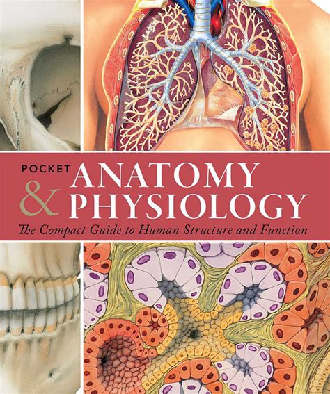 Pocket Anatomy Pocket Anatomy And Physiology The Compact Guide To The