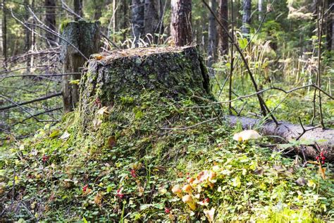 Old Stump Overgrown With Moss Stump In The Forest Stock Image Image