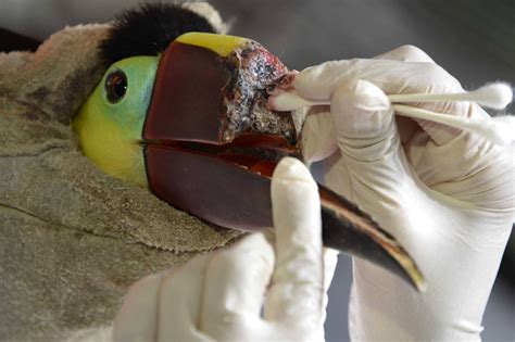 Mutilated Toucan To Get A 3d Printed Prosthetic Beak