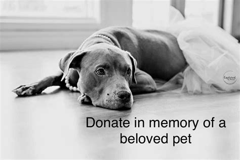 Foster pet outreach, edwards, illinois. Donate - Foster Pet Outreach