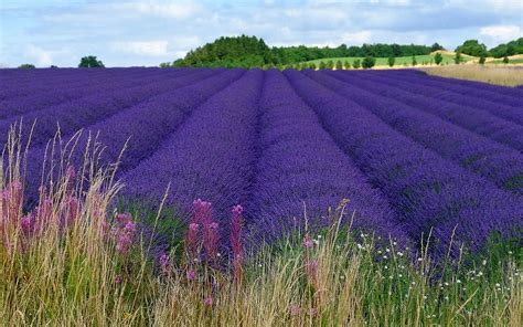 Purple Flower Field Landscape Field Flowers Lavender Hd Wallpaper
