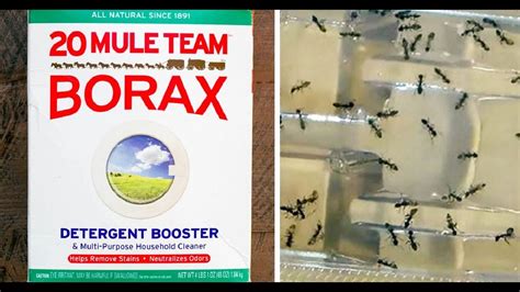Use Borax And Get Rid Of Fleas Roaches Ants And Unwanted Pests From