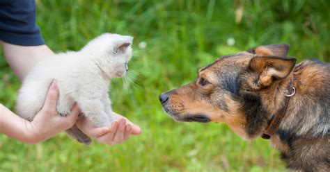 Do Dogs Or Cats Love Their Owners More Study Says One Pets More Devoted