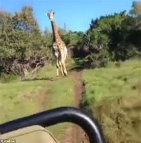 When Giraffes Attack Moment Tourists Left Terrified By Angry Bull Chasing Their Car Daily
