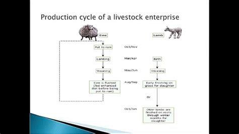 Livestock Production Cycle Youtube