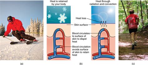 Thermoregulation Biology For Majors Ii