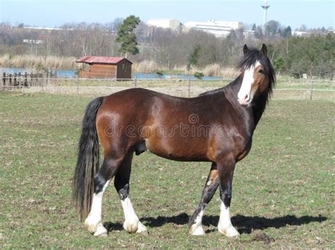 Beautiful Young Welsh Cob Stallion In Pasture Stock Image Image Of