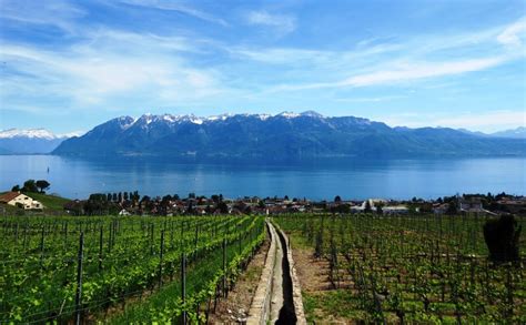 Hike Through The Terraced Vineyards Of Lavaux Switzerland Trail Stained