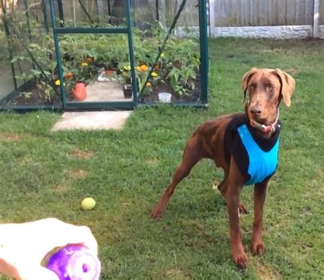 Meet Dexter The Doberman A Dog So Anxious He Needs £2000 Worth Of
