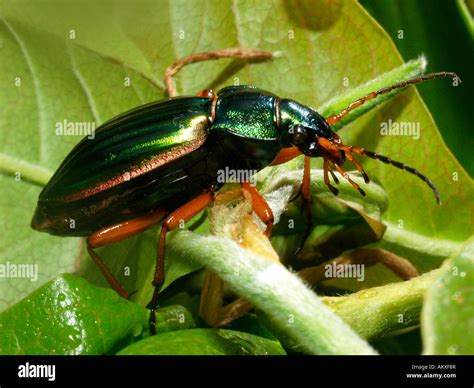 Golden Ground Beetle Carabus Auratus Stock Photo Alamy