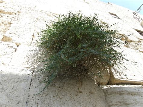 Wildflowers Herbs And Trees Of Jerusalem Israel The Western Wall Of