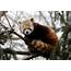 Red Panda Escapes California Zoo Setting Off Three Day Search