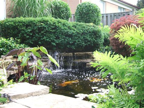 Late spring and summer are the perfect time for adding koi fish and goldfish to a pond. A Safe, Simple Way to Prepare your Backyard Pond, Koi and ...