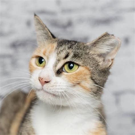 Pet Of The Week Meet Patches A Sweet Calico Cat Who Loves People