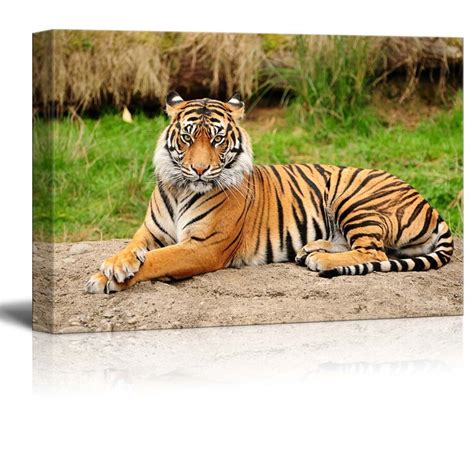 Canvas Prints Wall Art A Royal Bengal Tiger In The Wild Modern Wall