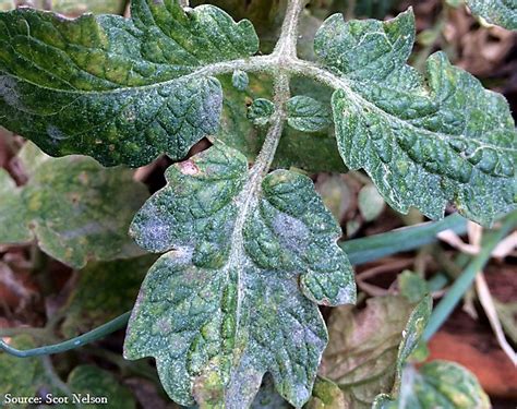 20 Common Tomato Plant Problems And How To Fix Them