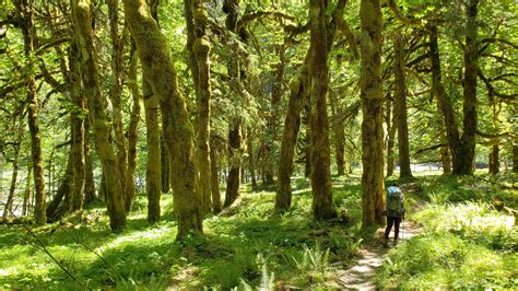 10 Miles Into The Enchanted Valley Trail Olympic National Park Wa R